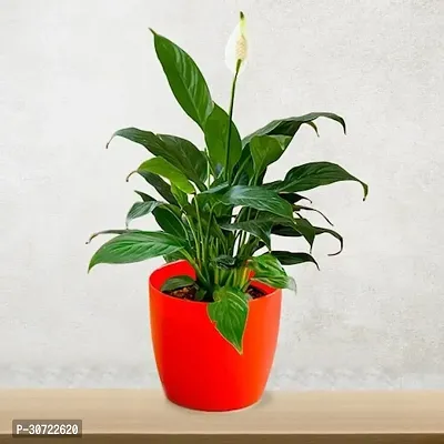 The Entacloo Peace Lily Plant PEACE LILY FLOWER PLANT-P6-thumb0