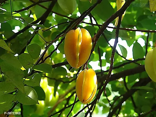 The Entacloo Rare Star Fruit Carambola Fruit Live Layering Live Plant PLANT-STARFRUIT10-thumb3