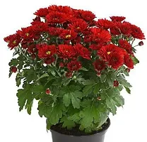 The Entacloo Chrysanthemums Guldavari Plant Chrysenthemum Red01-thumb1