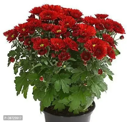 The Entacloo Chrysanthemums Guldavari Plant Chrysenthemum Red01-thumb2