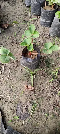 The Entacloo Strawberry Plant strawberry-thumb2