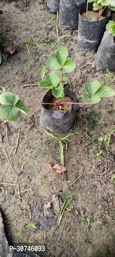 The Entacloo Strawberry Plant strawberry-thumb3