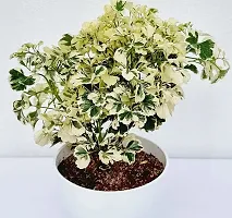 The Entacloo Aralia Plant Variegated Aralia Indoor Plant-thumb2