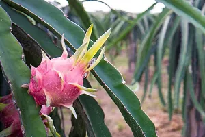 The Entacloo Dragon Tree Dragon Fruit Plant-thumb1