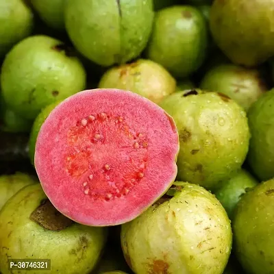 The Entacloo Guava Plant China White Guava-thumb2