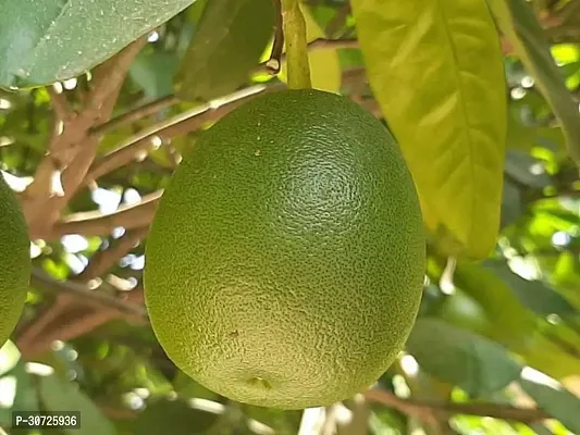 The Entacloo Lemon Plant Plants 9458995790-thumb2