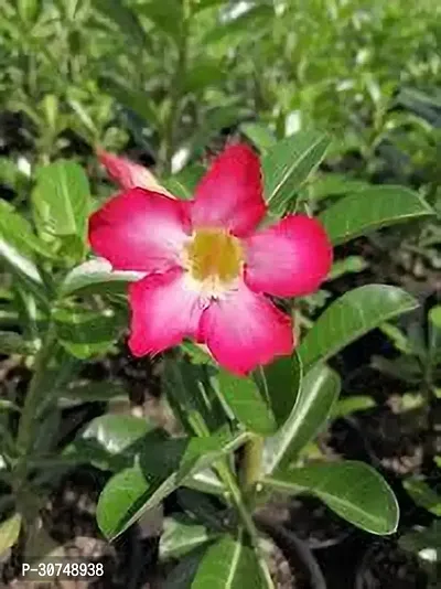 The Entacloo Adenium Plant ADENIUM PLANT OOO22-thumb3