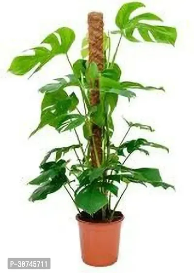 The Entacloo Money Plant eco worlds Money Plant-thumb0