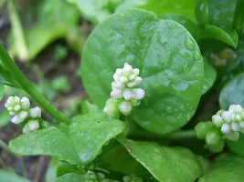 The Entacloo Velvety Green Plant Red Malabar Plant (Pui Saag)-thumb1