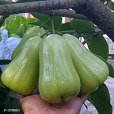 The Entacloo Your Shop Live Plant Green Thai Java Apple Dwarf Rose Water Apple Plant Syzygium Samarangense Jambu Wax Apple (1 Healthy Live Plant)-thumb0