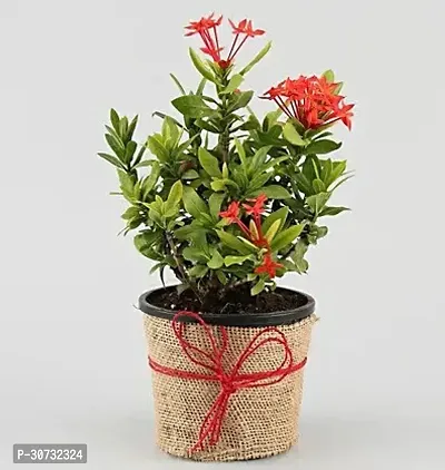 The Entacloo Trothic IxoraChethi Plant Trothic Ixora Chethi Red Plant Live Flower Disha-9994-thumb0