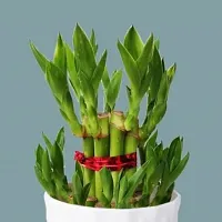 The Entacloo Two Layer Bamboo Plant BG-222-thumb1