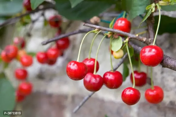 The Entacloo Cherry Fruit Plant CHERRY PLANT