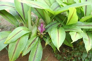 The Entacloo Turmeric Plant Turmeric Plant-thumb1