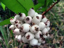 The Entacloo Cats Claw Plant Rare Hybrid Fruit Live Plant - Rare Delicious Fruit Syzygium zeylanicum Poocha PazhamCat Eye fruitFruit Plant ( 1 Healthy Live Plant)-thumb2