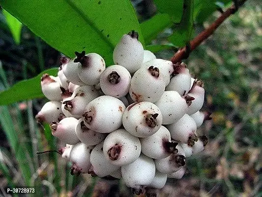 The Entacloo Cats Claw Plant Rare Hybrid Fruit Live Plant - Rare Delicious Fruit Syzygium zeylanicum Poocha PazhamCat Eye fruitFruit Plant ( 1 Healthy Live Plant)-thumb3