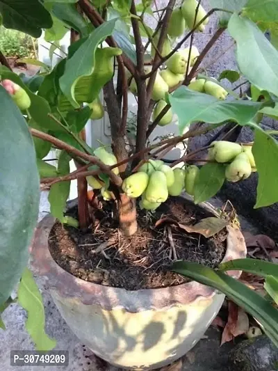 The Entacloo Jamun Plant Live PlantsChampa Fruit Plant Exotic Green Colour Plant Fruit Garden Plants (1 Healthy Live Plant).-thumb0