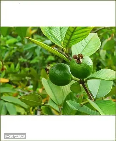 The Entacloo Guava Plant GSDLANTOJ_1521-thumb0