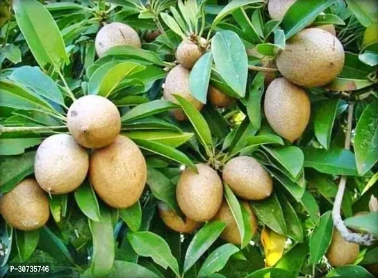 The Entacloo Chiku Plant Live Fruit Plant Manilkara Zapota,Sapodilla, Sapota-thumb0