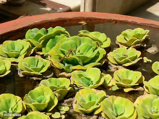 The Entacloo Water Cabbage Plant WATER CABBAGE PLANT-thumb0