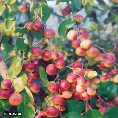 The Entacloo Ber Apple Plant Kashmiri Sundari Red Apple Ber Live PlantCF0109