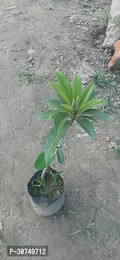 The Entacloo Chiku Plant jhj138-thumb0