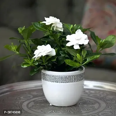 The Entacloo Jasmine Plant MograPlant(Mogra) GoodLuck White Flower Plant-thumb0