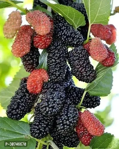 The Entacloo ShahtootMulberry Plant VIJAY GREENERY SHAHTOOTMULBERRY PLANT-thumb0