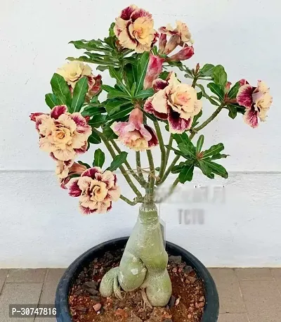 The Entacloo Adenium Plant adet01-thumb0