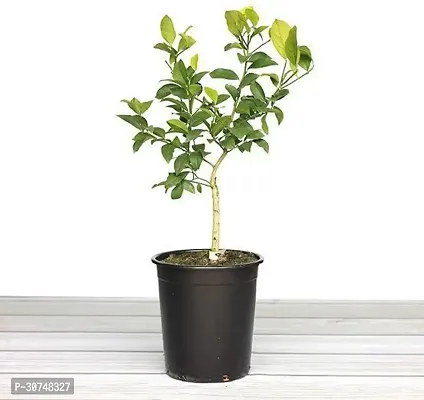 The Entacloo Lemon Plant PLT113-thumb0