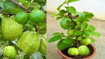 The Entacloo Guava Plant GUAVA PLANT MHT4-thumb1