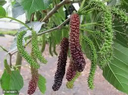 The Entacloo ShahtootMulberry Plant JHVBNV6-thumb0