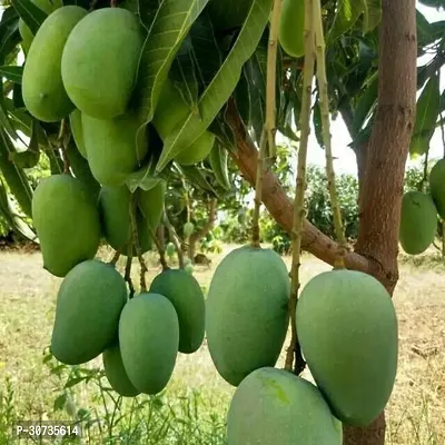 The Entacloo Mango Plant Live Kesar Mango GraftedPlant