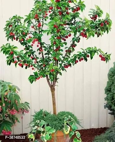 The Entacloo Cherry Fruit Plant Grafted Sweet Red Cherry Live Plant-thumb0