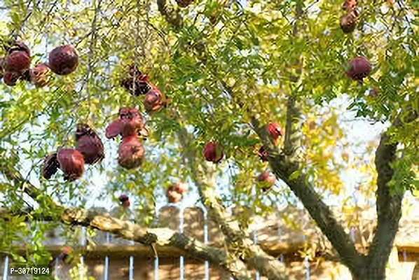 The Entacloo Pomegranate Plant BEDANA PLANT ZZ-thumb0