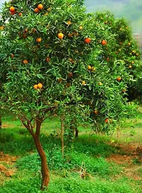 The Entacloo Orange Plant Nagpur Orange Plant (Fine Grafted)-thumb1