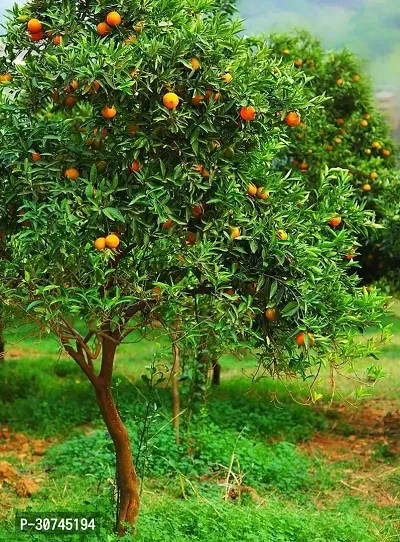 The Entacloo Orange Plant Nagpur Orange Plant (Fine Grafted)-thumb2