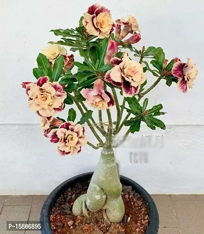 The Entacloo Adenium Plant (LV-319)