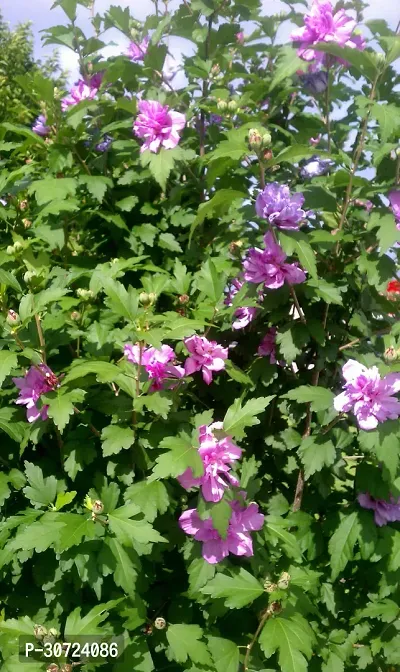 The Entacloo Hibiscus Plant purple hibiscus14-thumb0