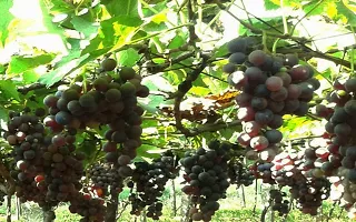 The Entacloo Grape Plant Grapes Plant-thumb2