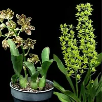 The Entacloo Orchid Plant Grammatophyllum (Scriptum var. Citrinum and Scriptum var. Leopard) Combo Seedling Size-thumb1