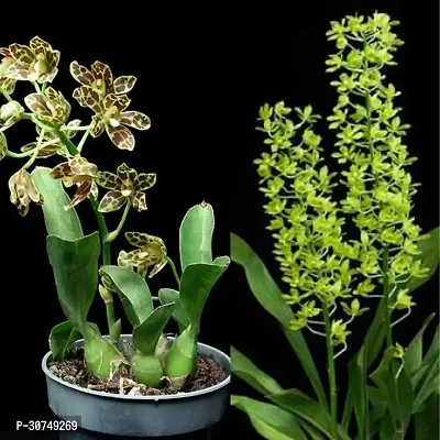 The Entacloo Orchid Plant Grammatophyllum (Scriptum var. Citrinum and Scriptum var. Leopard) Combo Seedling Size-thumb2