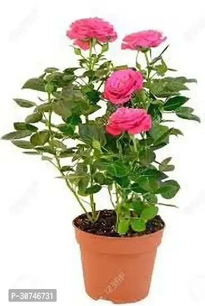 The Entacloo Rose Plant Live Red Scented Climbing Rose Plant-thumb0