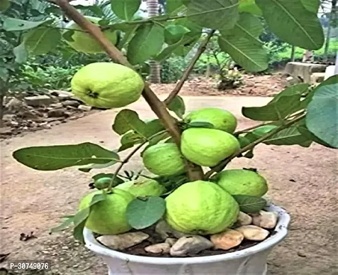 The Entacloo Guava Plant hybridguava0625-thumb0