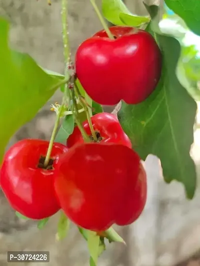 The Entacloo Cherry Fruit Plant Barbados Cherry Live Plant-thumb0