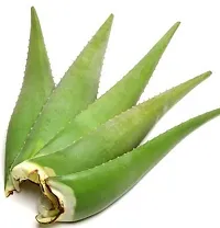 The Entacloo Aloe Vera Plant aloevera plant leaves-thumb1