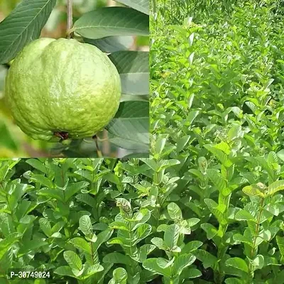 The Entacloo Guava Plant Guava Fruit plant hybrid original Varaity tree pack of 2-thumb0