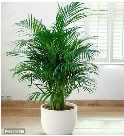 The Entacloo Areca Plam Areca Plam-thumb0