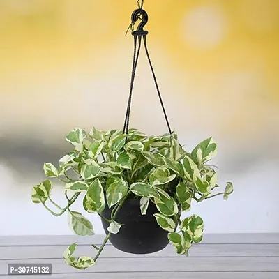 The Entacloo Money Plant Money plant marble prince Scindapsus n joy (Hanging Basket)Plant-thumb0