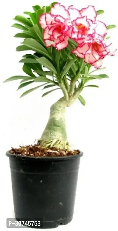 The Entacloo Adenium Plant Adeniujm Plant New1